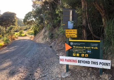 Waiomu Kauri Grove Walk