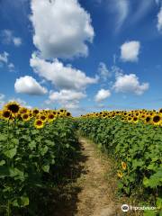 Leatherberry acres sunflower maze, corn maze, Pumpkin patch and family fun