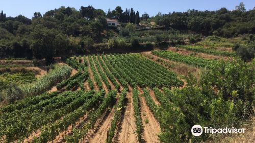 Azienda Agricola Arrighi