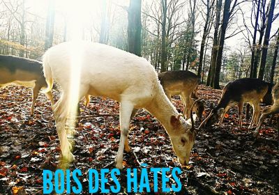 Bois des Hates