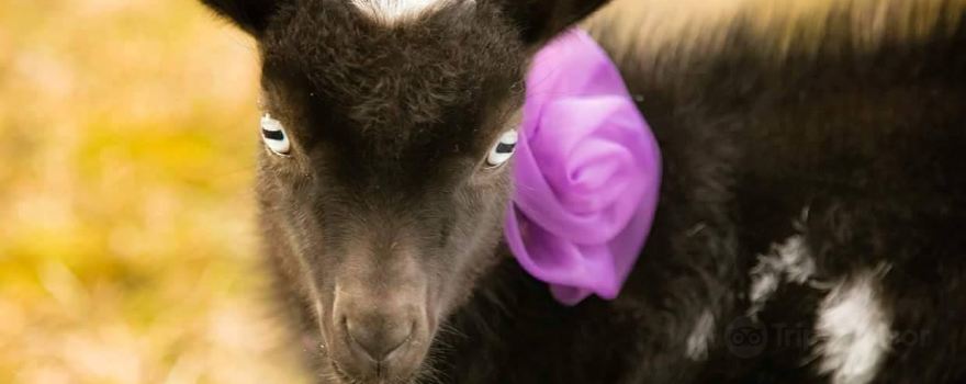 Hochatown Rescue Center & Petting Zoo