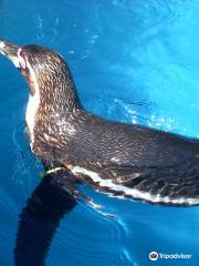 ウェルッシュ・マウンテン動物園