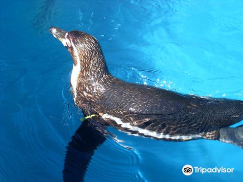 ウェルッシュ・マウンテン動物園
