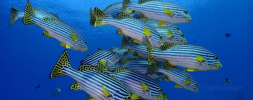 Euro-Divers Club Med Finolhu Villas | Dive Center