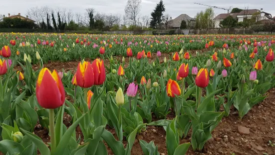 Tulipani Italiani