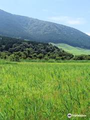 Hakone Botanical Garden of Wetlands