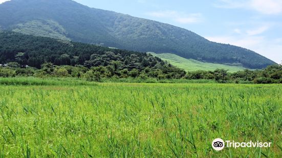 Hakone Botanical Garden of Wetlands