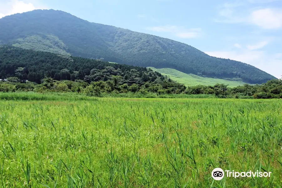 Hakone Botanical Garden of Wetlands