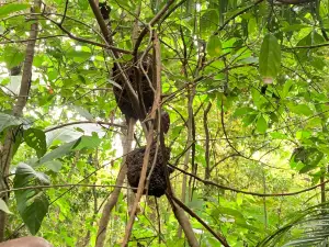 The Jungle Butterfly Farm