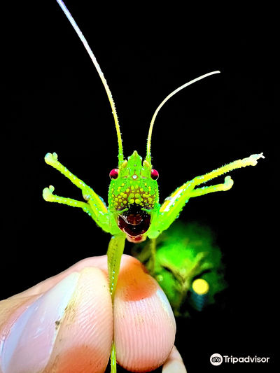 Kids Saving the Rainforest