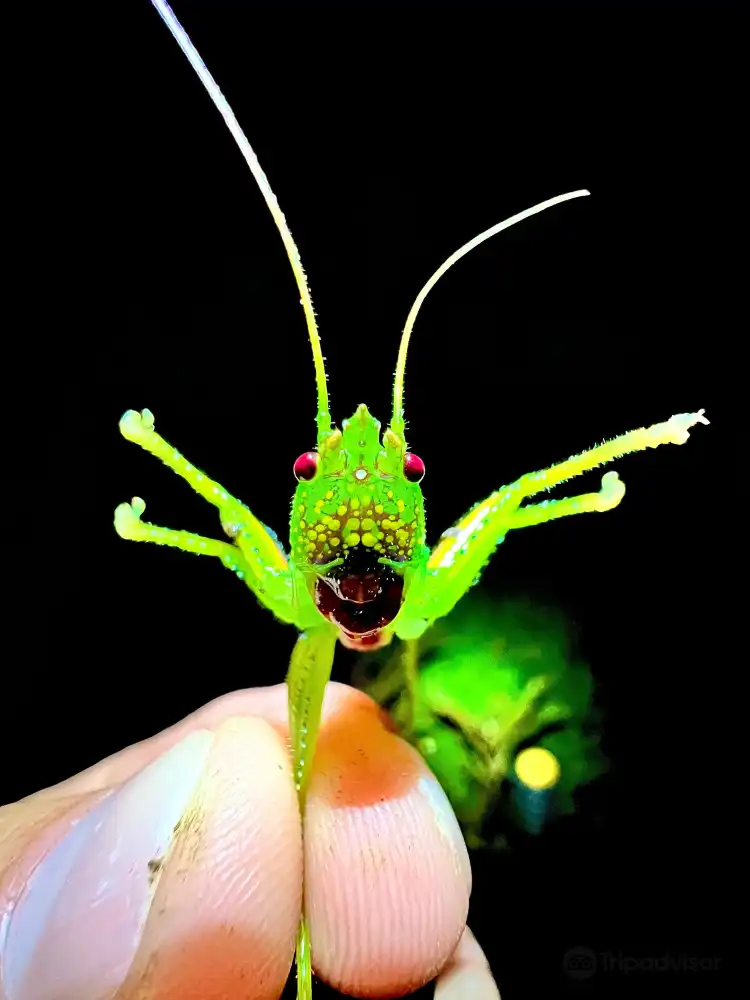 Các khách sạn ở Naranjito