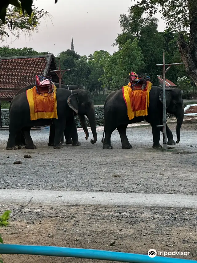 Elephant Interactions in Dacheng