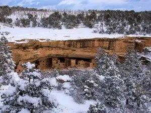 Spruce Tree House