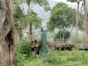 Parque nacional de Mudumalai