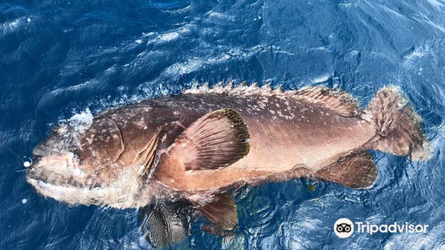 GBR Sport Fishing Charters