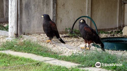 Malta Falconry Centre