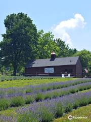 Orchard View Lavender Farm