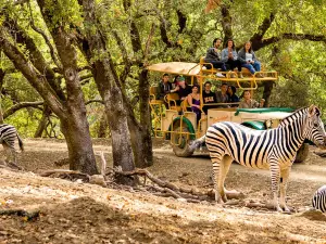 Safari West