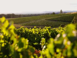 Briar Ridge Vineyard and Winery