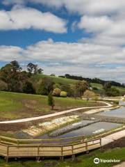 Neerim South Wetland