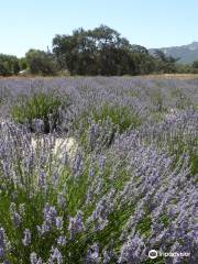 Andre Organic Lavender