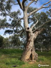 Avoca River Walk