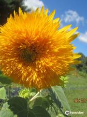 Sunflower Gardens