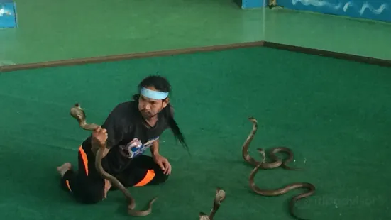 Ban Cobra Show