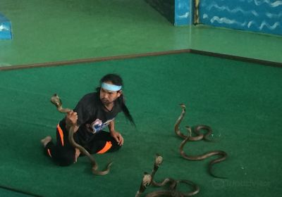 Ban Cobra Show