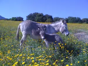 The Nature Park On olva