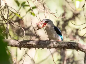 Amanzimtoti Bird Sanctuary