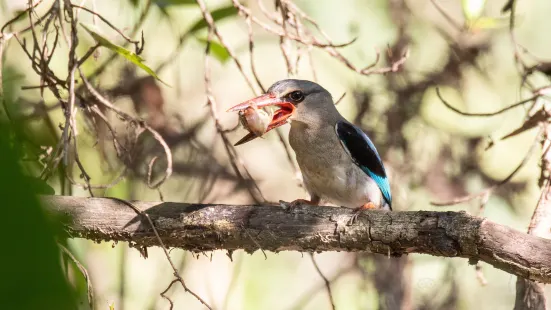 アマンジムトティ鳥類保護区