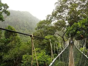 Taman Negara Canopy Walkway