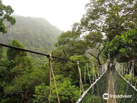 Taman Negara Canopy Walkway