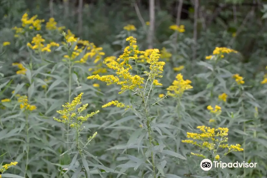 Oro-Medonte Rail Trail