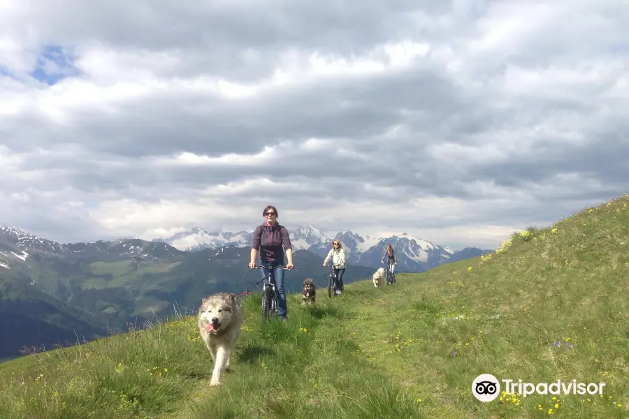 NorDream Chiens de Traîneaux