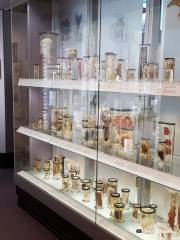 Hunterian Museum