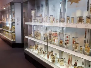 London Museum Tour