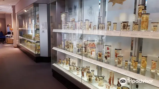 London Museum Tour
