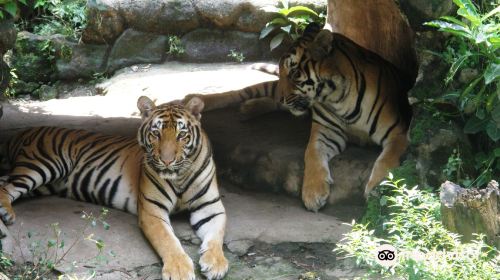 Manila Zoo