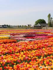 Tulip Experience Amsterdam