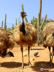 Aruba Ostrich Farm