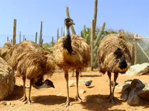 Aruba Ostrich Farm