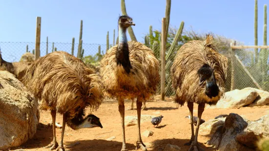 Aruba Ostrich Farm