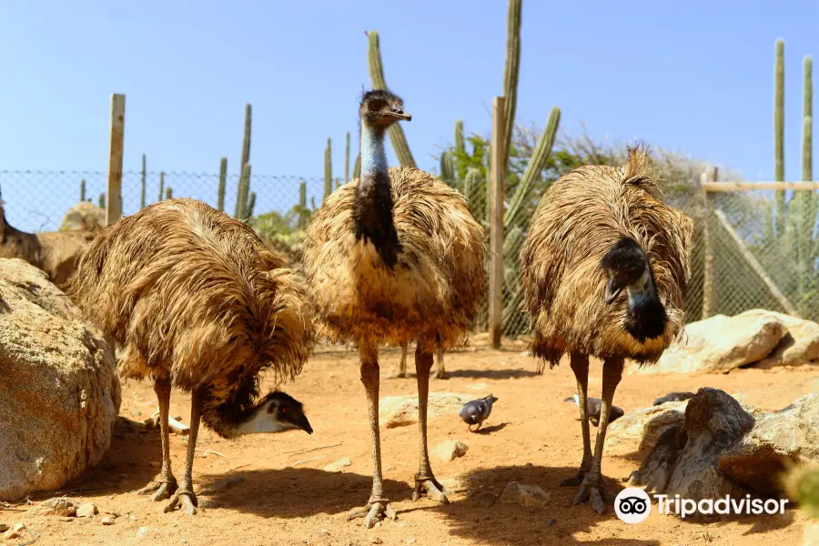 Aruba Ostrich Farm