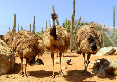 Aruba Ostrich Farm