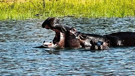 Gorilla Trek Africa