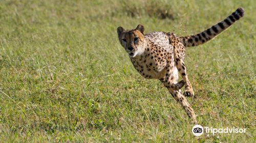 De Wildt Shingwedzi Cheetah Ranch