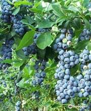 Echo Springs Blueberry Farm