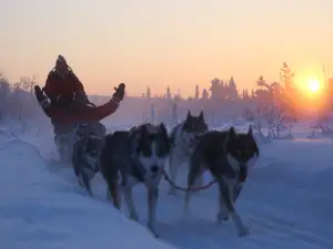 Tundra Huskies Husky Safaris